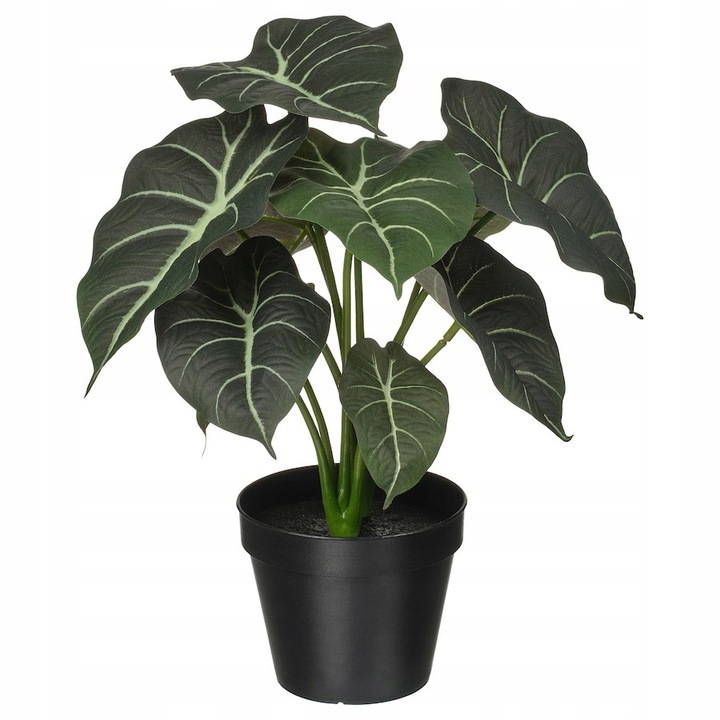 Műnövény, IKEA, FEJKA, alocasia, 35 cm, 12 cm