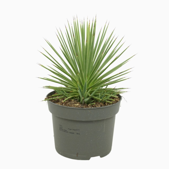 Agave stricta Nana, planta suculentă, verde, H 15 cm