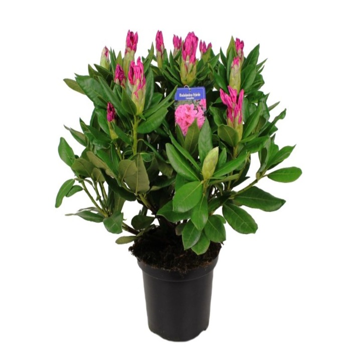 Planta decorativă Serafina Rhododendron mix, 40 cm, flori variate, verde