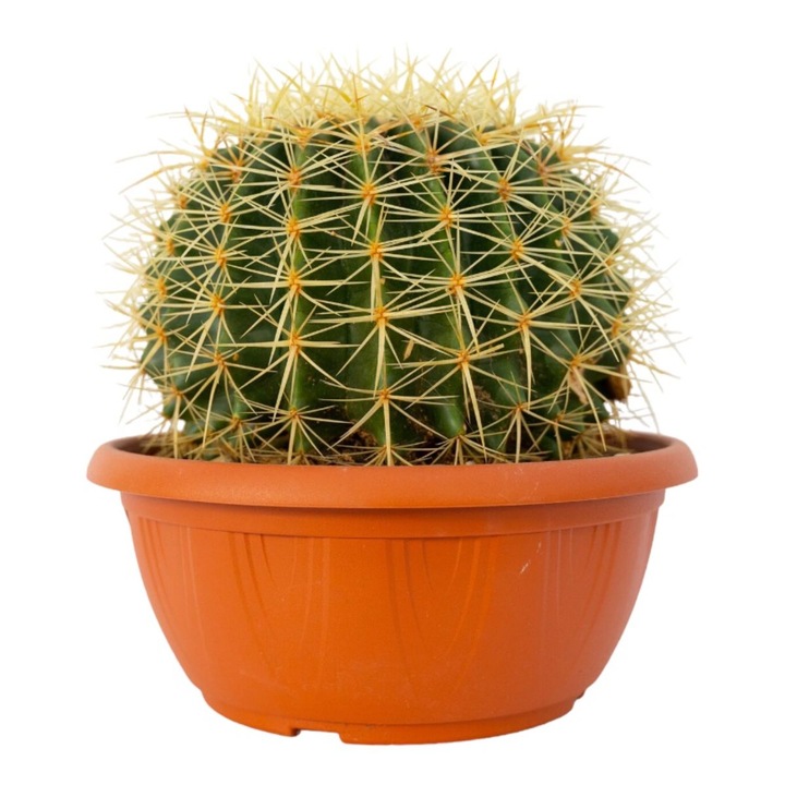 Cactus Echinocactus grusonii, Serafina, verde, H 25-33 cm