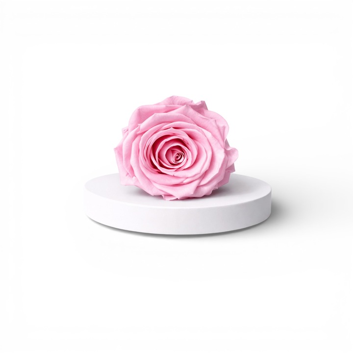Trandafir criogenat marime XL – floare decorativa naturala