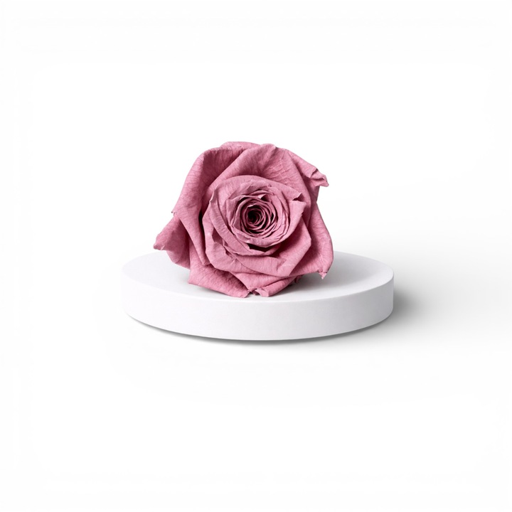 Trandafir criogenat marime XL – floare decorativa naturala