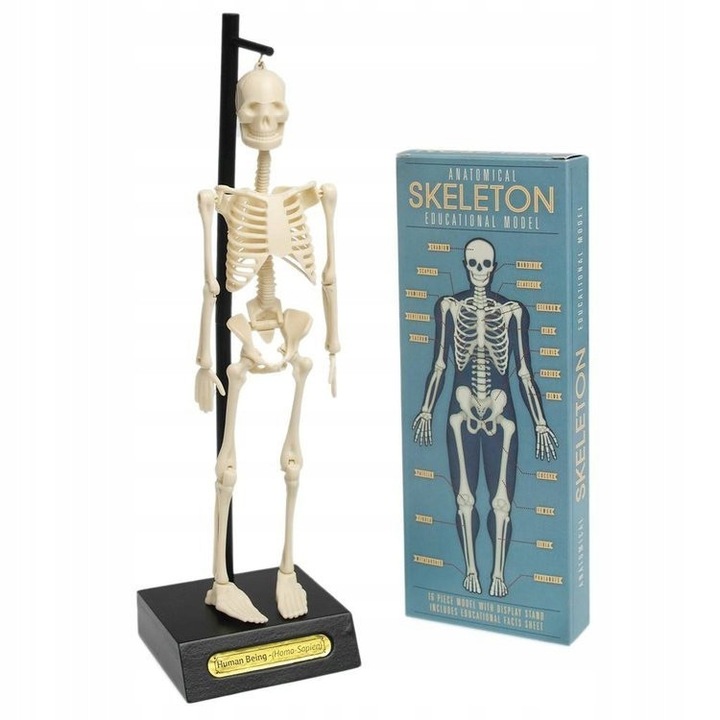 Model anatomic schelet uman, Rex London, 16 piese, 30x9cm, pentru copii peste 3 ani
