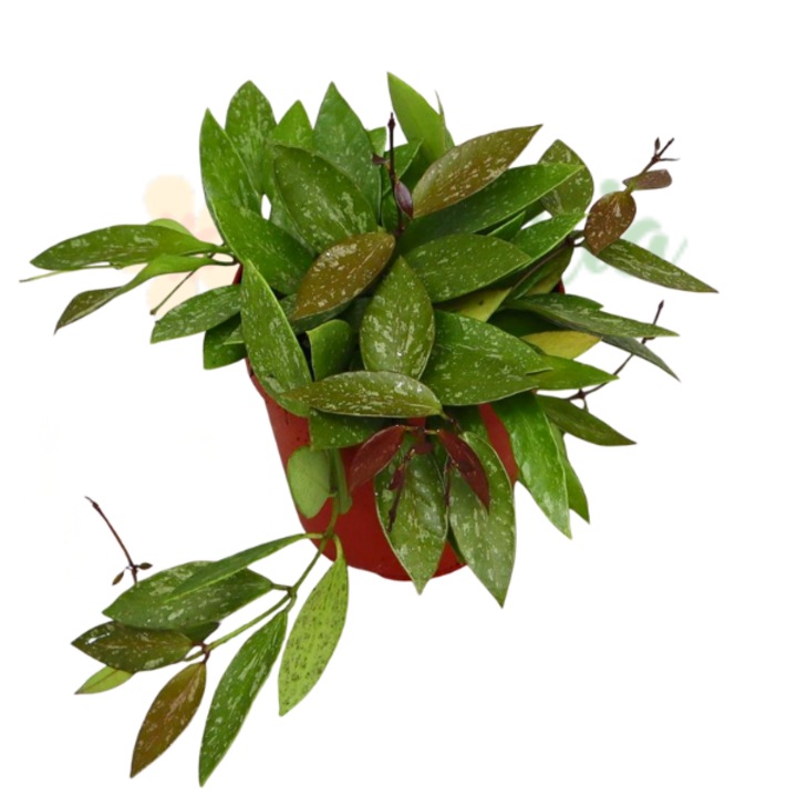 Hoya gracilis (memoria) D12cm