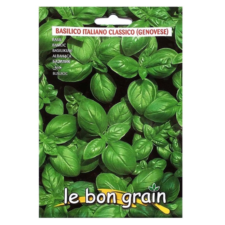 Set 4 x Seminte de Busuioc Verde, Genovese, 5 g, Raci Sementi