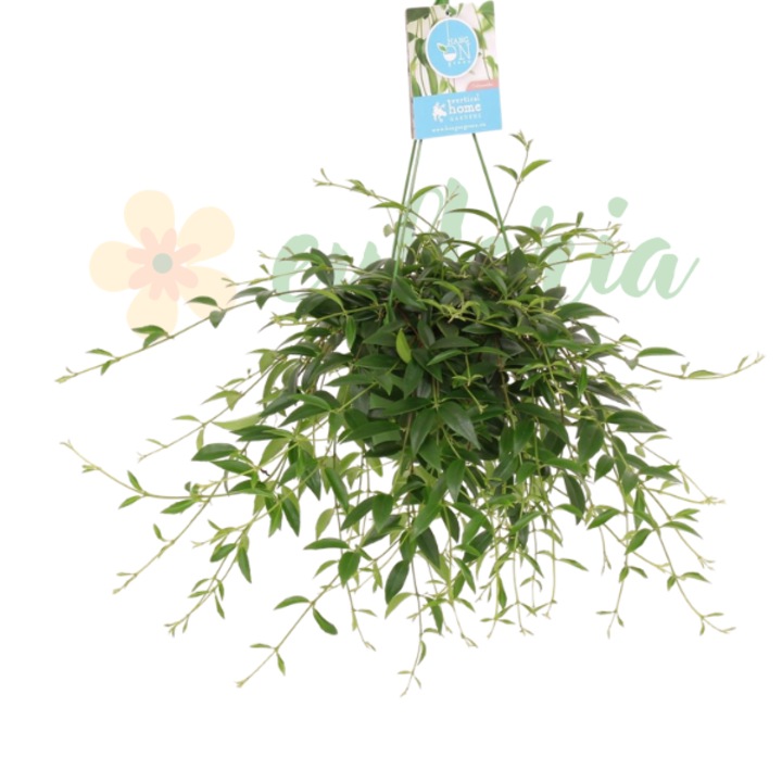 Codonanthe Crassifolia D14cm