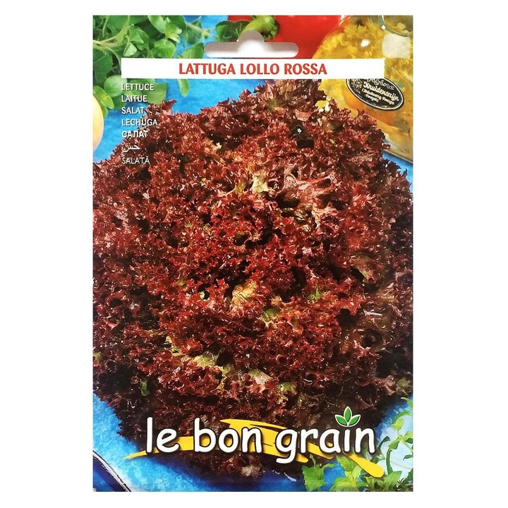 Set 5 x Seminte de Salata Rosie Creata, Lollo Rossa, 6 g, Raci Sementi