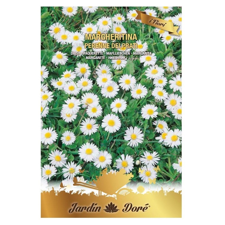 Set 4 x Seminte Flori, Margarete Perenne Dei Prati, Raci Sementi