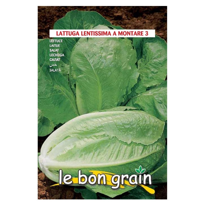 Set 5 x Seminte de Salata Verde Lunguiata, Tip Romana, 5 g, Raci Sementi