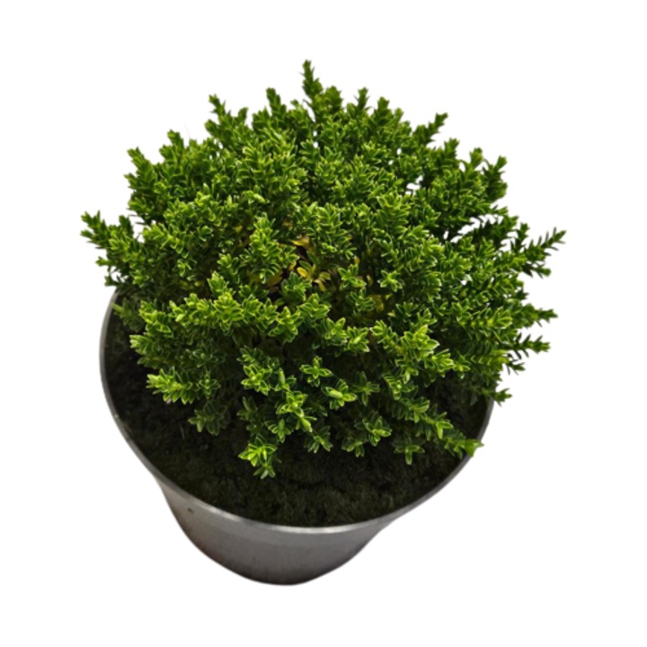 Arbust decorativ Hebe Green Globe, compact, verde, ghiveci P13, H 10-15 cm