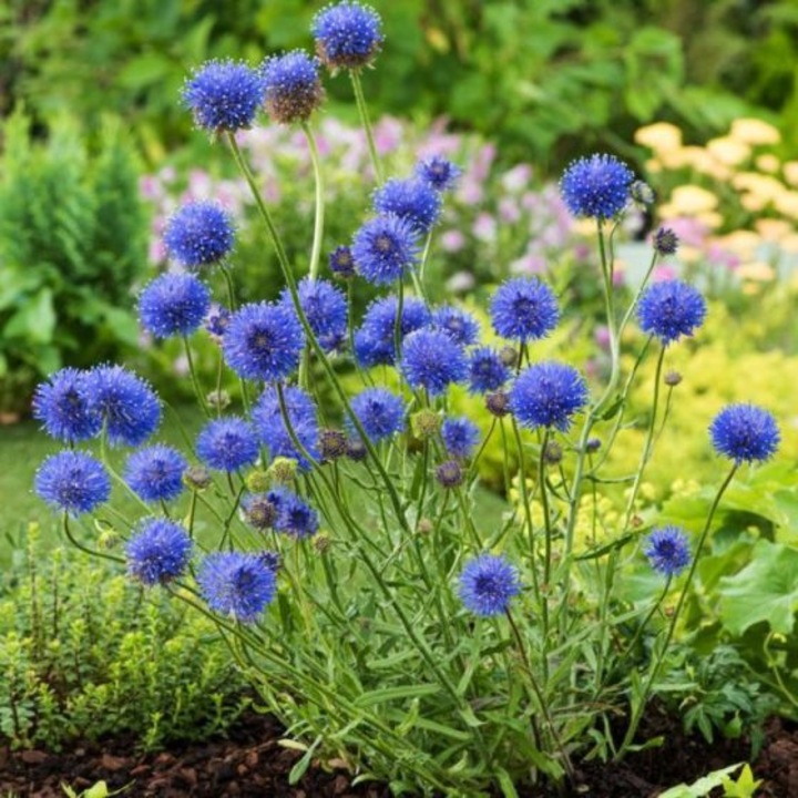 Arbust decorativ Jasione laevis 'Blaulicht', albastru, ghiveci P9, H 5-10 cm