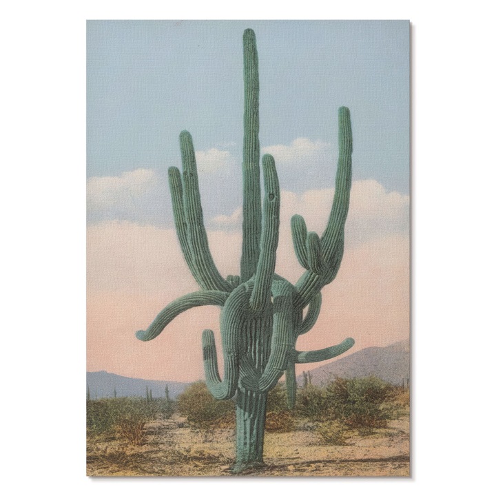 Poster A3 Pentru Perete, Tulup, Cactus Mare, Verde, 29.7 x 42 cm, Print Pe Panza, Decorativ, 010030020120000295180
