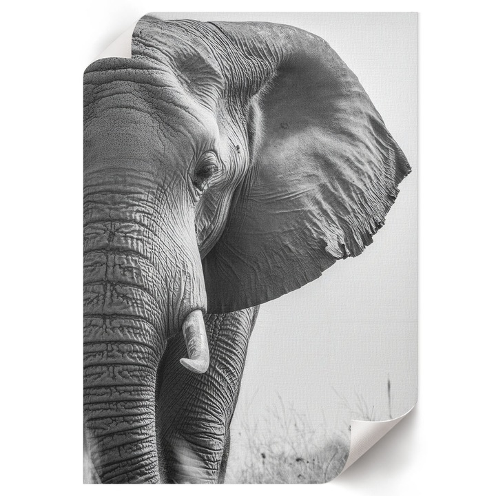 Poster A4 Canvas Decorativ, Wallfluent, Cap De Elefant, Multicolor, 21 x 29.7 cm, Decor Perete Interior, Pentru Living Sau Dormitor, 010030020070000293364