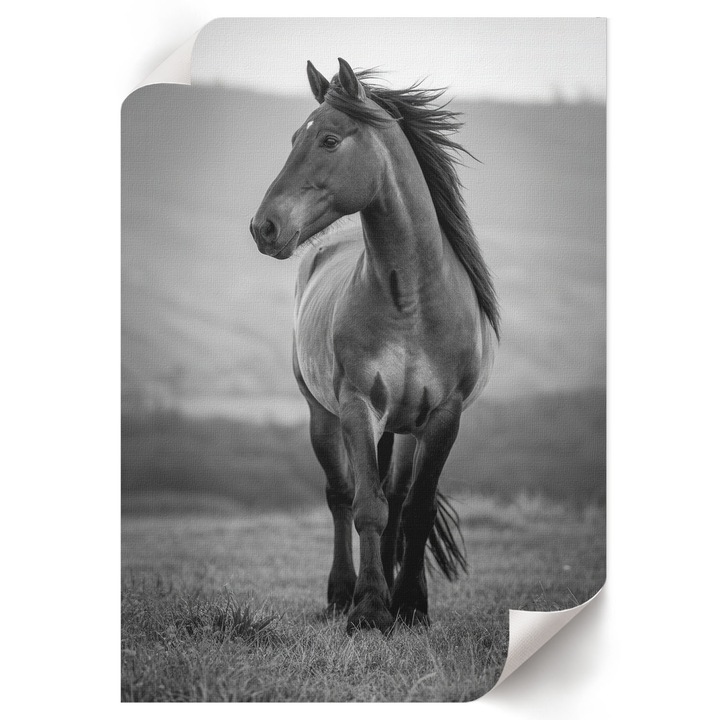 Poster A4 Canvas Decorativ, Wallfluent, Un Cal Impunator, Multicolor, 21 x 29.7 cm, Decor Perete Interior, Pentru Living Sau Dormitor, 010030020070000293846