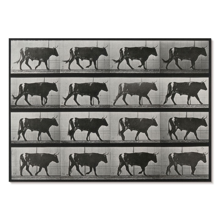 Dekoratív Vászonkép A1, Tulup, Bika menetelés közben, Fekete, 84 x 59.4 cm, Élénk Színek, Keret nélkül, 010030020390000295021