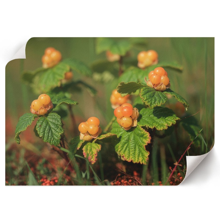 Poster A1 Canvas Decorativ, Wallfluent, Fructe De Padure, Verde, 84 x 59.4 cm, Decor Perete Interior, Pentru Living Sau Dormitor, 010030020390000294641