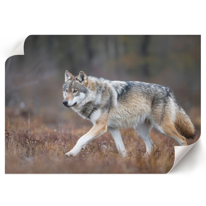 Poster A1 Canvas Decorativ, Wallfluent, Natura Lupului, Maro, 84 x 59.4 cm, Decor Perete Interior, Pentru Living Sau Dormitor, 010030020390000294656
