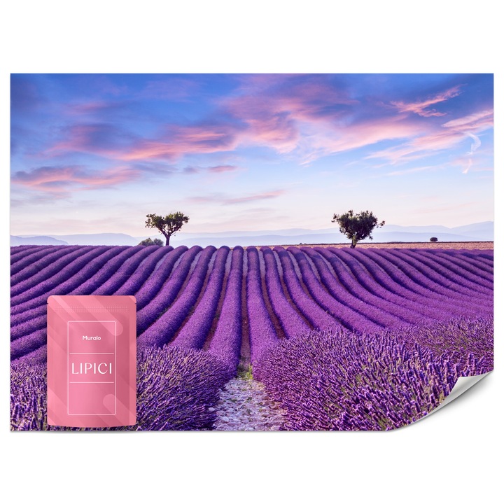Fototapet Muralo Camp De Lavanda Natura 100x70 Flori Moderna Pentru Dormitor