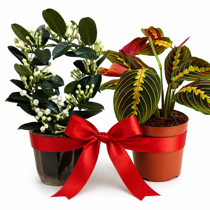 Set plante de interior: Maranta leuconeura și Iasomie de Madagascar, decorative, verde, 25x30cm