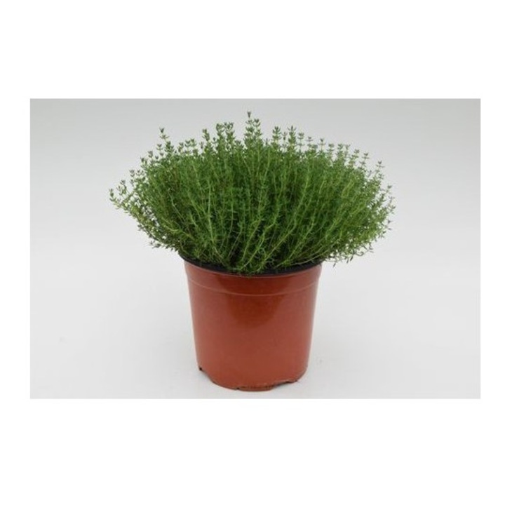 Planta la ghiveci, Cimbrisor, Cimbru, Ghiveci 12 cm