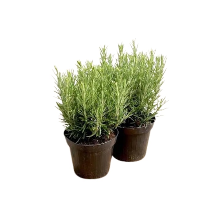 Planta la ghiveci, Rozmarin, Ghiveci 10 cm