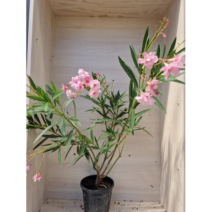 Leandru aclimatizat (Nerium oleander) roz-rosu – ghiveci 20 cm