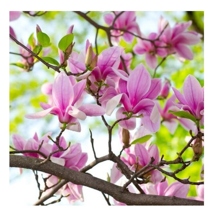 Magnolie decorativa George Henry Kern, ghiveci C3/P19, inaltime 50-60 cm, 1 buc