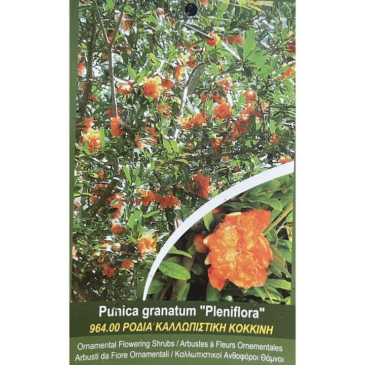 Rodiu Punica granatum Pleniflora, Arbust decorativ, Ghiveci 2 l, H 30-40 cm, 1 buc
