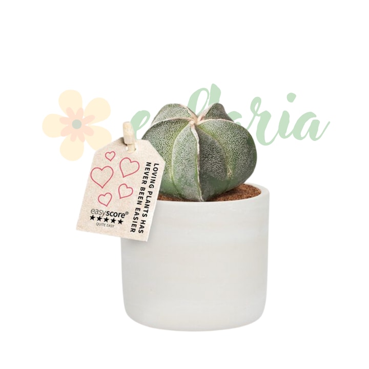 Astrophytum myriostigma D7cm