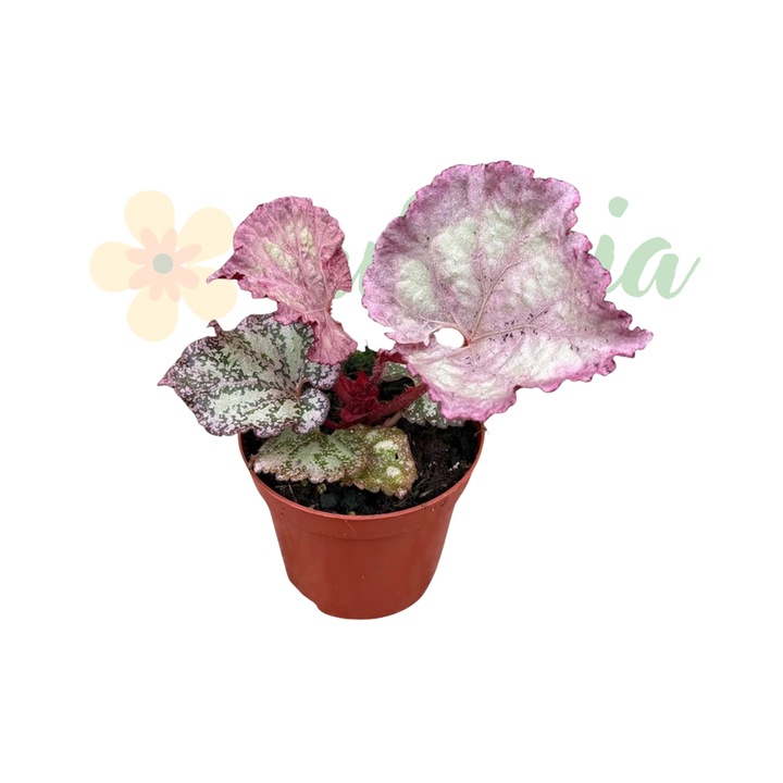 Begonia 'Pink Panther' D8cm