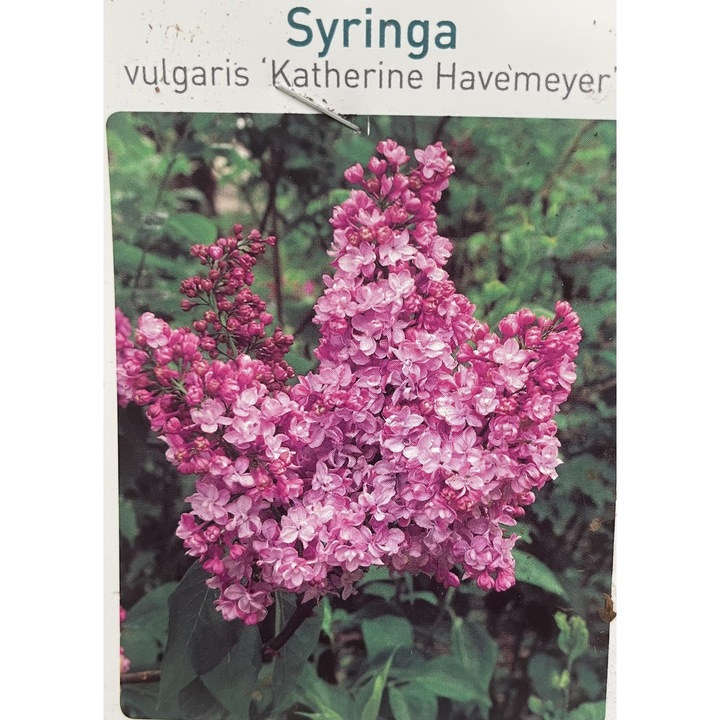 Liliac Syringa vulgaris Katherine Havemeyer, Arbust decorativ, Ghiveci 2 l, H 40-50 cm, 1 buc