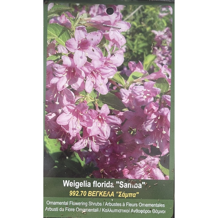 Weigela florida Samba, Arbust decorativ, Ghiveci 2 l, H 40-50 cm, 1 buc