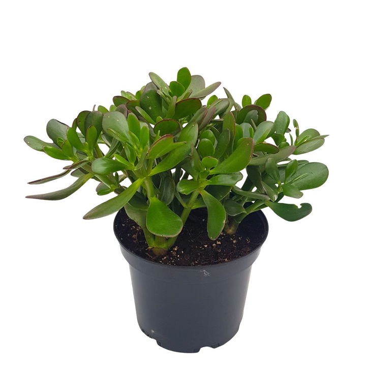 Crassula ovata, Floraria Tria's, plante suculente, frunze ovale roșu bordate, D 21