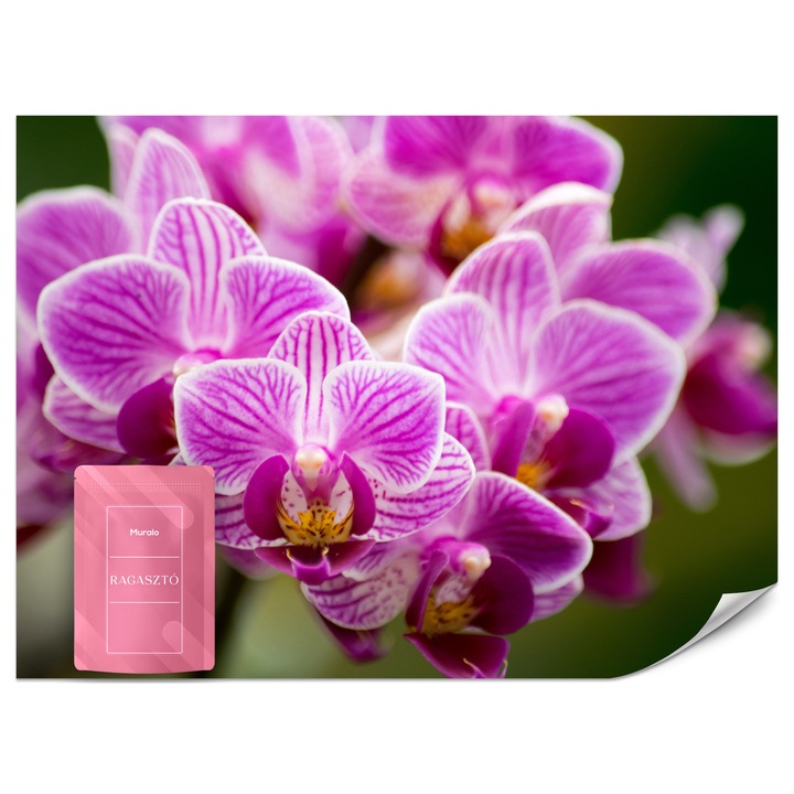 Fotótapéta Muralo Lila Orchidea Virágcsokor 100x70 Modern Hálószobába