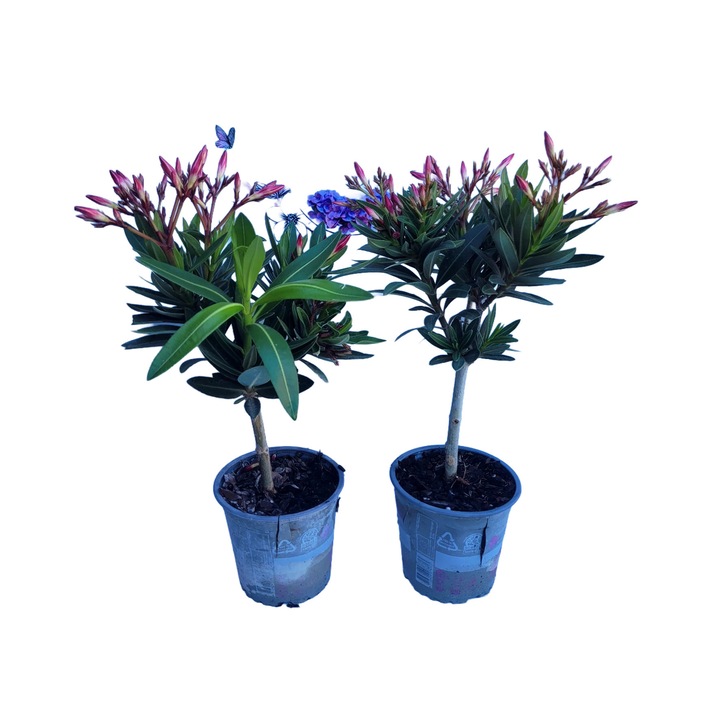 Leandru Pom Roz cu Rosu (Nerium oleander), arbust ornamental mediteranean, flori parfumate, ghiveci 40-45cm