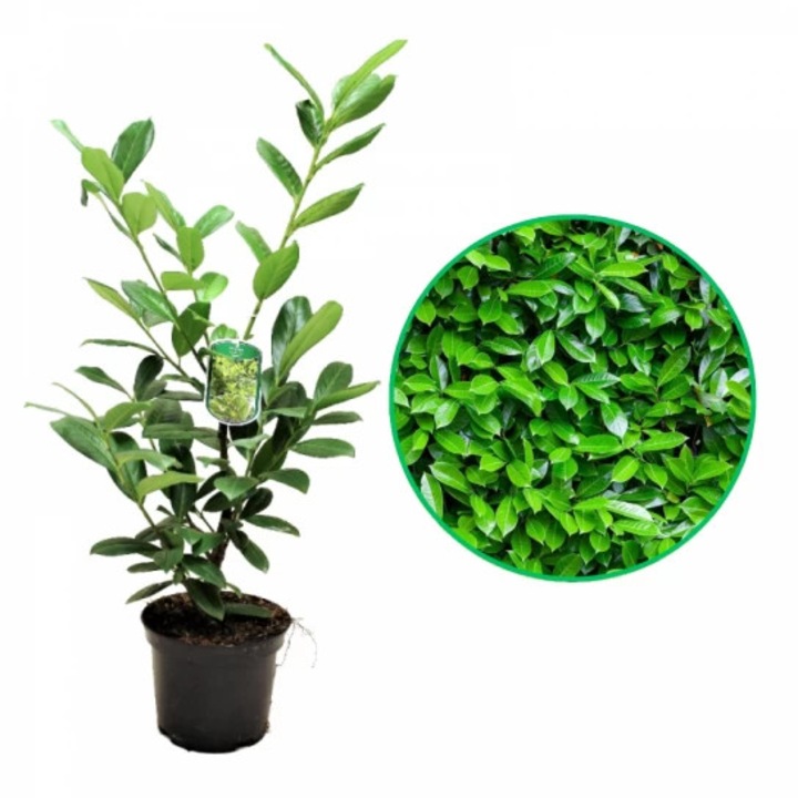 Laur Englezesc (Prunus laurocerasus) – arbust ornamental vesnic verde, ghiveci 3L, 80-100 cm