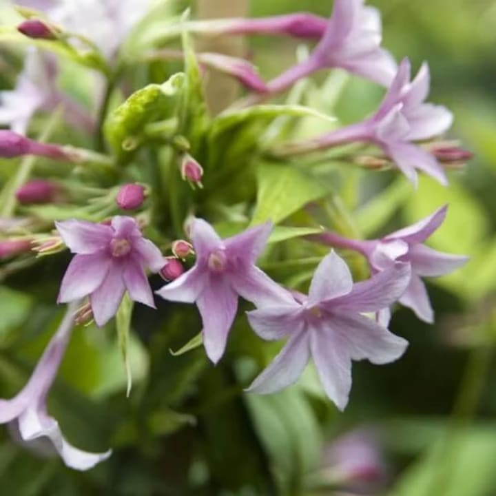 Iasomie cataratoare (Jasminum) – planta ornamentala parfumata, flori albe sau galbene, ghiveci