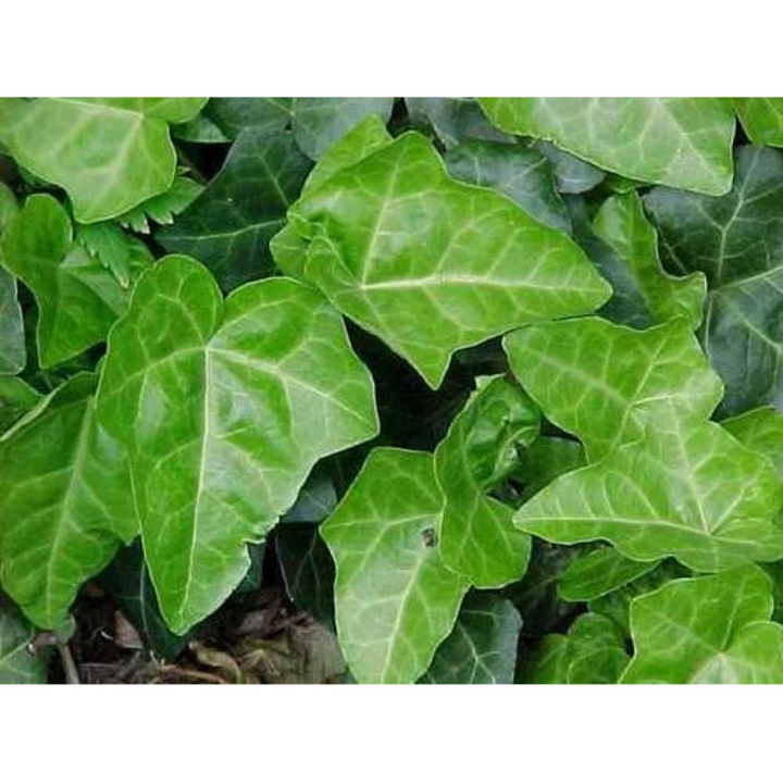 Iedera (Hedera helix) – planta cataratoare, frunze vesnic verzi, ghiveci, 1 m