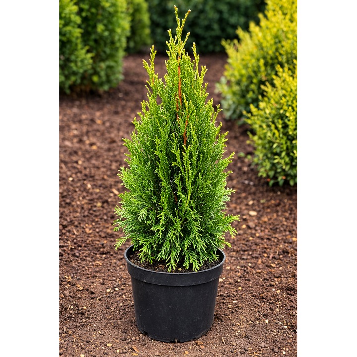 Tuia Smaragd (Thuja Occidentalis) – conifer decorativ, verde intens ...