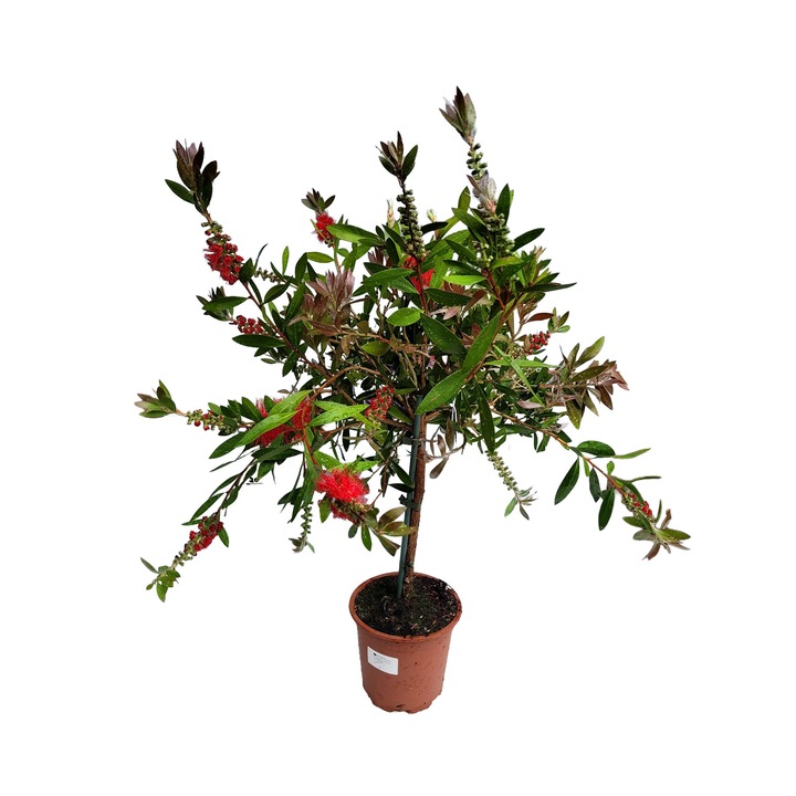 Callistemon, planta ornamentala, 80cm, flori rosii, ghiveci