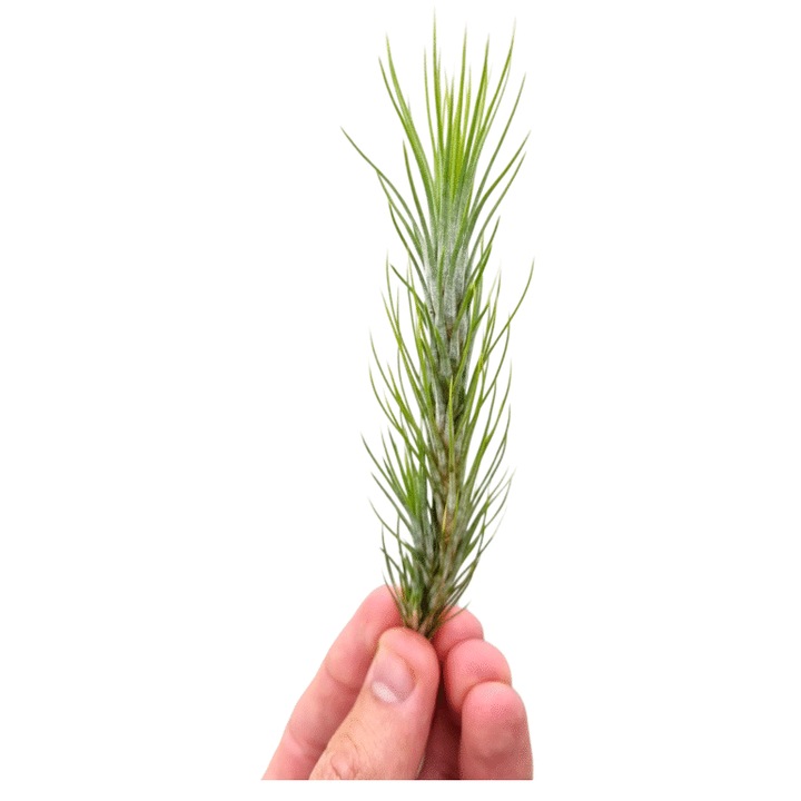 Planta aeriana, Tillandsia Funckiana, 8x3cm