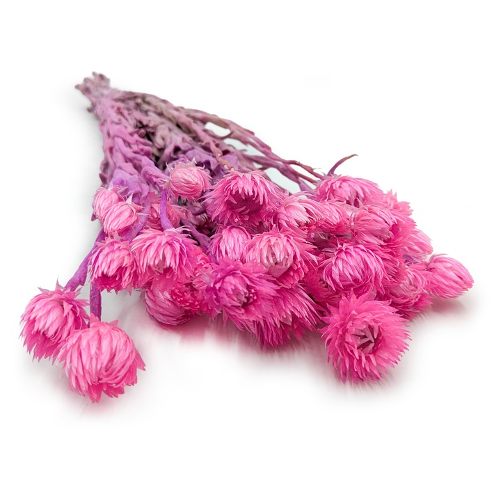 Szárított virág Kaaps Flower rózsaszín 50x60cm