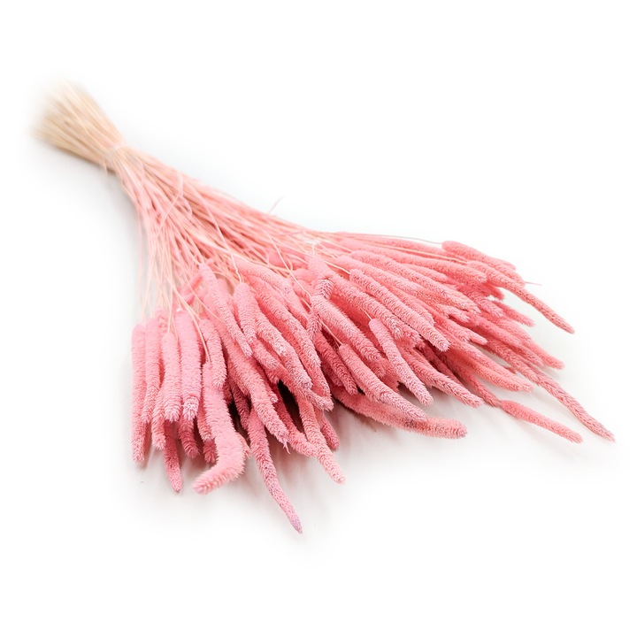 Szárított Tymotka fű, rózsaszín, 55cm, 100g