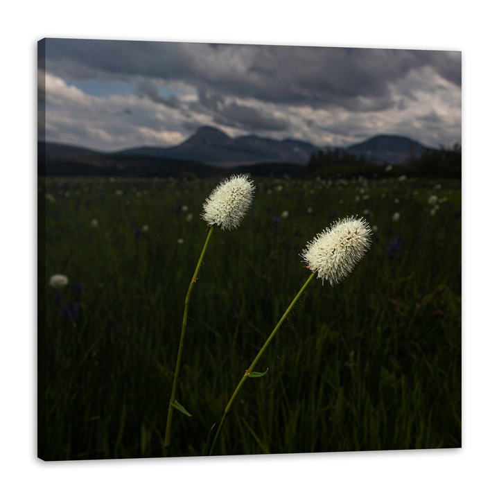 Картина върху платно, диви цветя, 90x90см, многоцветна