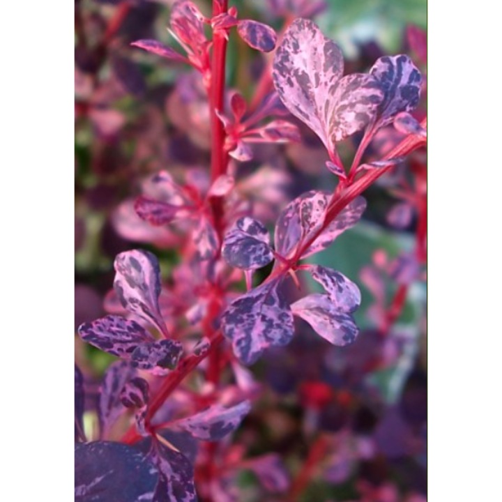 Berberis thunbergii 'Rose Glow' - Dracila - la ghiveci P9, inaltime la livrare, H 15-20 cm, inaltime la maturitate H 120-150 cm
