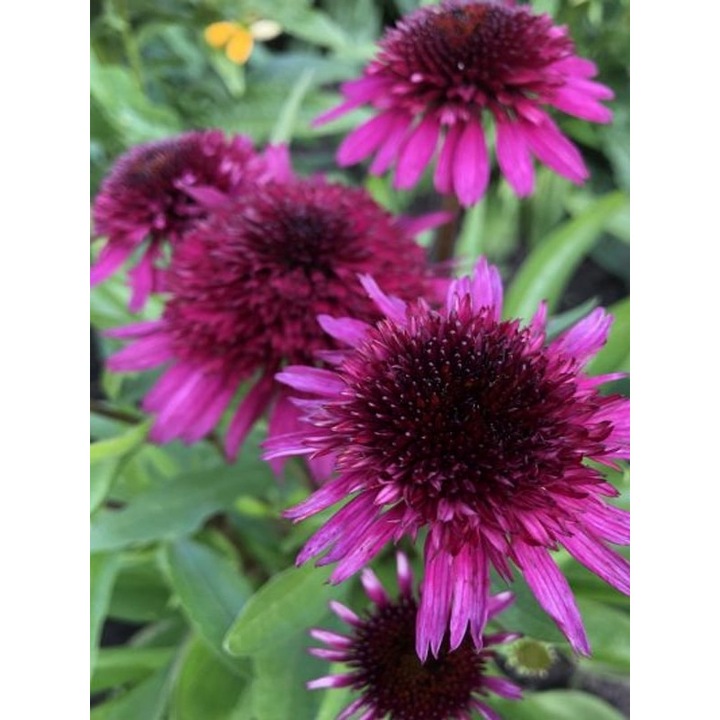 Echinacea „Blueberry Cheesecake”, ghiveci P9, dimensiune la livrare, H 5-10 cm, dimensiuni la maturitate 45-35 cm