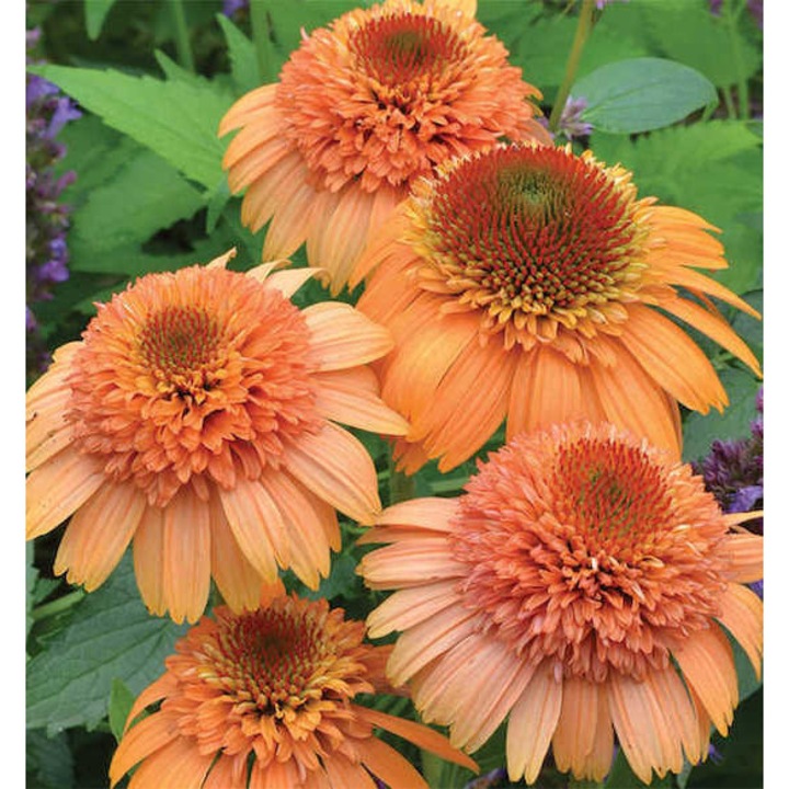 Echinacea purpurea „Supreme Cantaloupe”, ghiveci P9, dimensiune la livrare 5-10 cm, dimensiuni la maturitate 85x35 cm