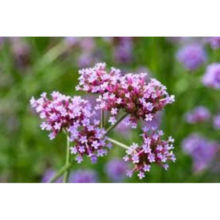 Verbena Bonariensis - Verbena inalta la ghiveci P9, dimensiune la livrare 10 cm, dimensiuni la maturitate, H150-180 cm, D 45-90cm