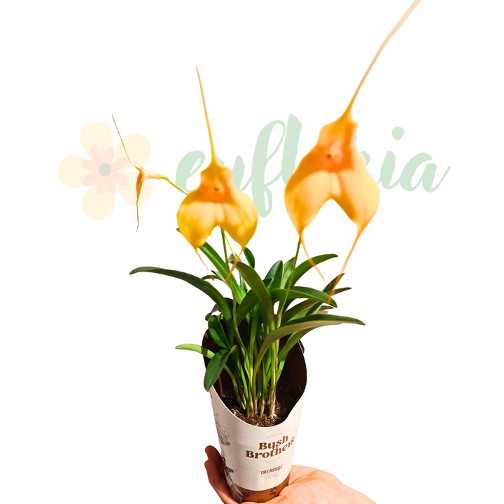 Orhidee Masdevallia D9cm — orhidee andina de colectie, flori in forma de triunghi