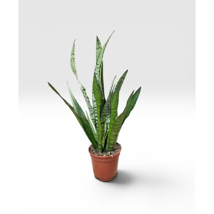 Sansevieria zeylanica